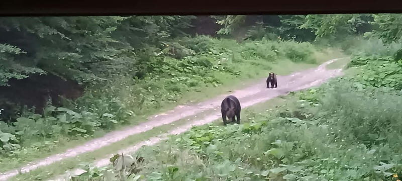 Braov: 4-Hour Bear Watching Tour in Carpathian Mountains - What Does the Tour Entail?