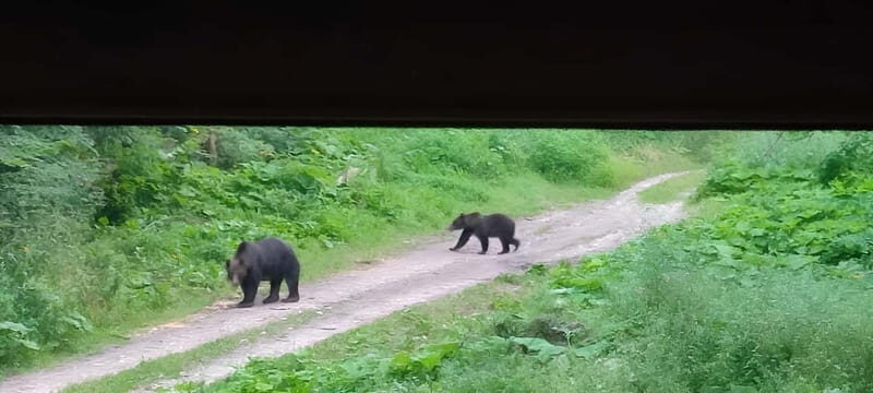 Braov: 4-Hour Bear Watching Tour in Carpathian Mountains - Final Thoughts