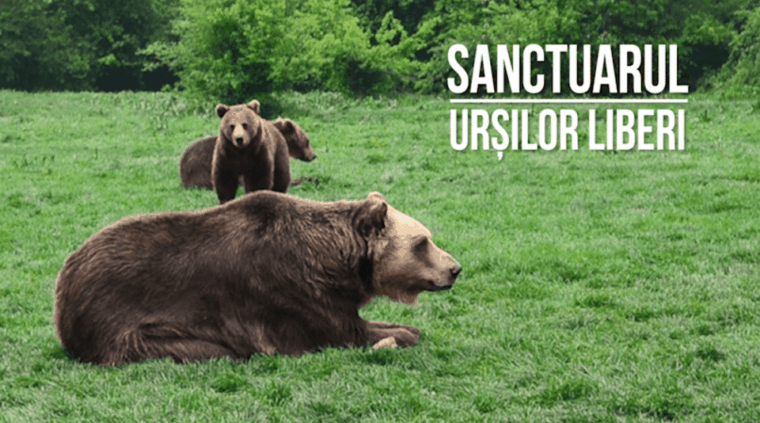brasov-bear-sanctuary-dracula-castle-and-rasnov-fortress