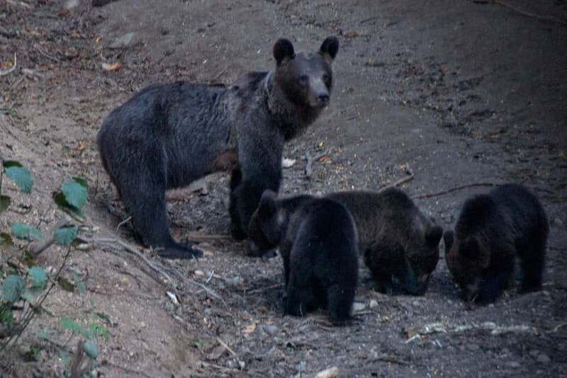 Brasov: Brown Bear & Wildlife Watching - Brasov: Brown Bear & Wildlife Watching – An Authentic Encounter in Transylvania