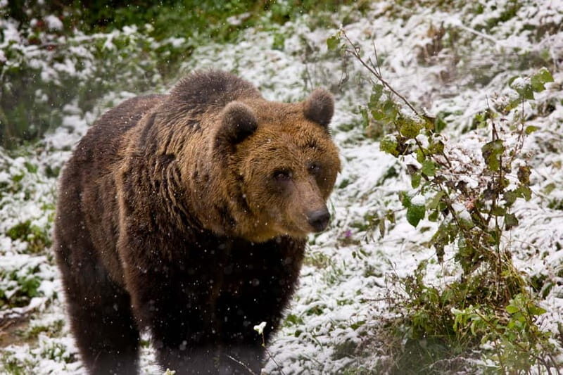 Brasov: Brown Bear & Wildlife Watching - The Value of This Wildlife Tour