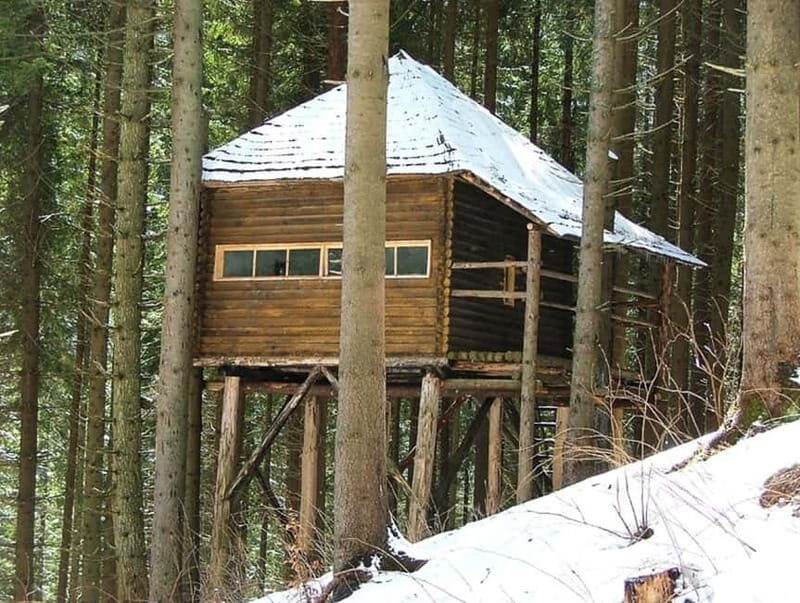 Brasov: Brown Bear & Wildlife Watching - Who Will Enjoy This Tour?