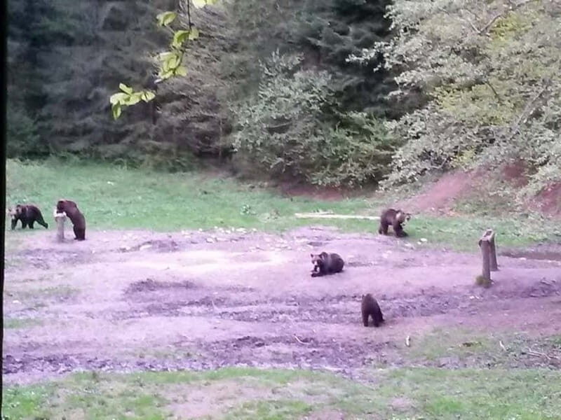 Brasov: Brown Bear & Wildlife Watching - FAQ