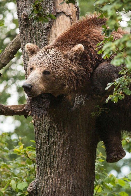 brasov-libearty-bear-sanctuary