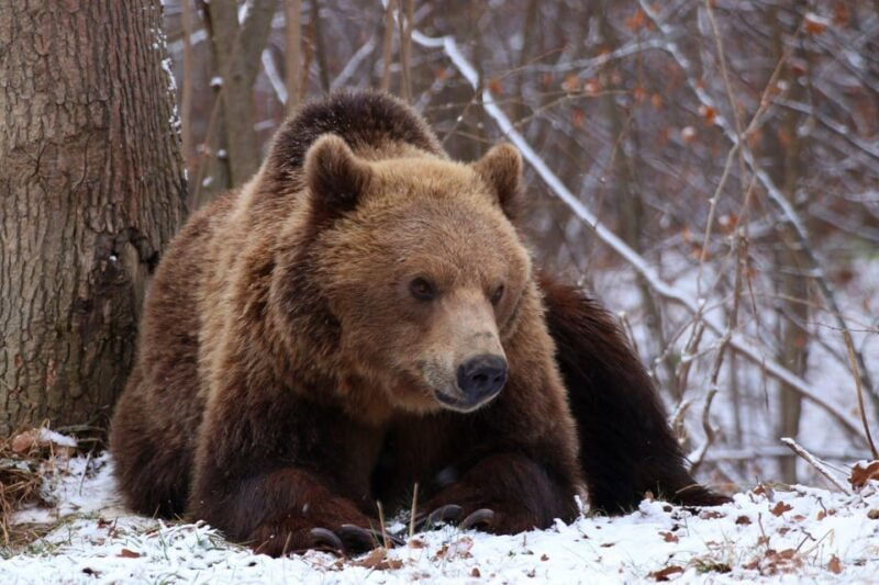 brasov-libearty-bear-sanctuary