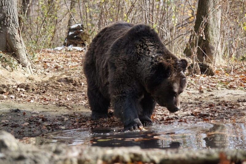 brasov-libearty-bear-sanctuary