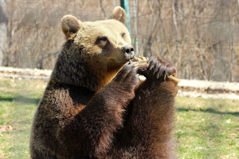 brasov-libearty-bear-sanctuary