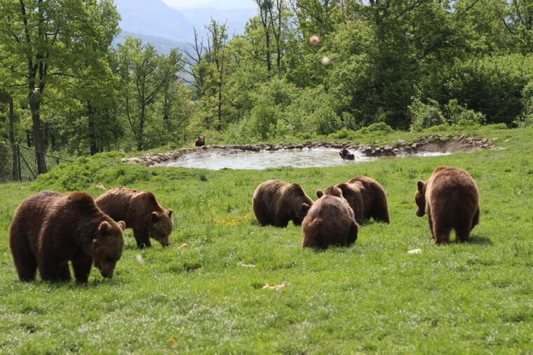 brasov-libearty-bear-sanctuary