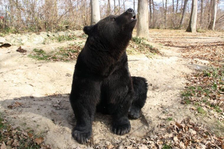 brasov-libearty-bear-sanctuary