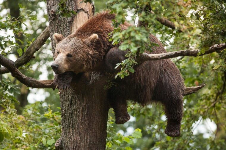 brasov-libearty-bear-sanctuary