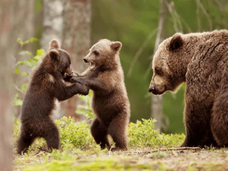 Brasov: Tour with Transfer Libearty Bear Sanctuary - An In-Depth Look at the Brasov to Libearty Bear Sanctuary Tour