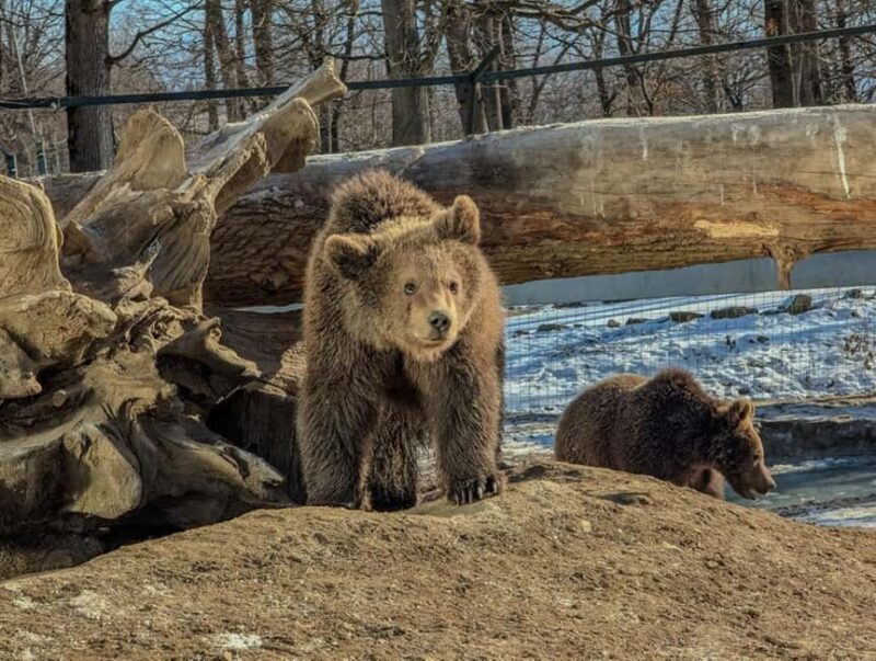 Brasov: Tour with Transfer Libearty Bear Sanctuary - FAQ: Your Questions About the Libearty Bear Sanctuary Tour