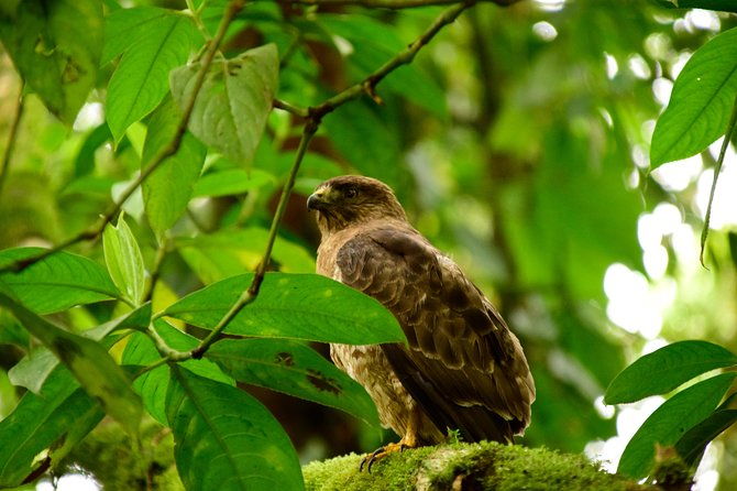 braulio-carrillo-bird-watching-full-day-pass