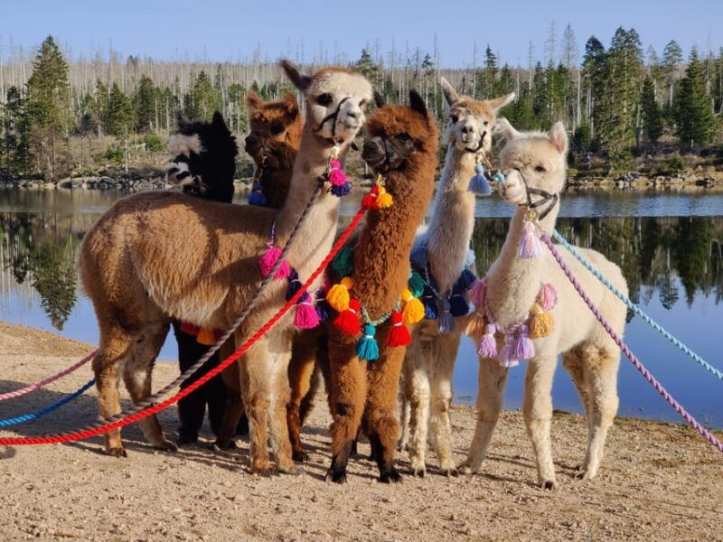 braunschweig-alpaca-trekking-tour
