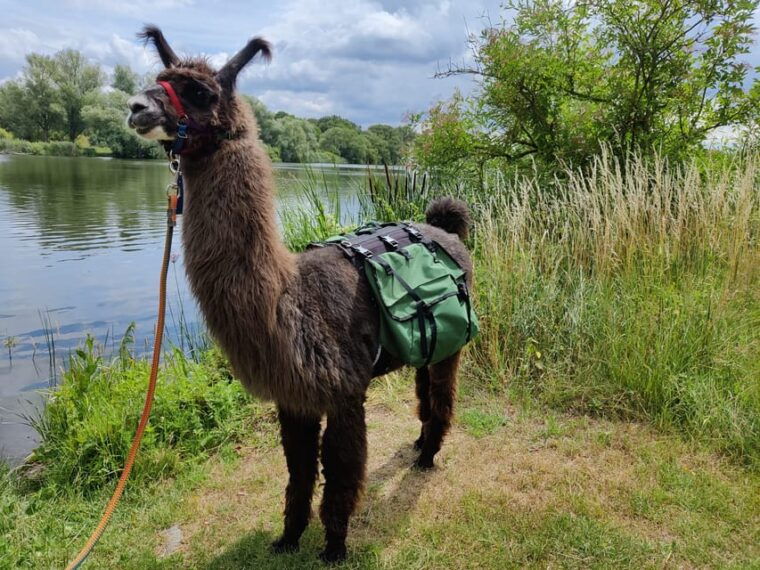 braunschweig-alpaca-trekking-tour