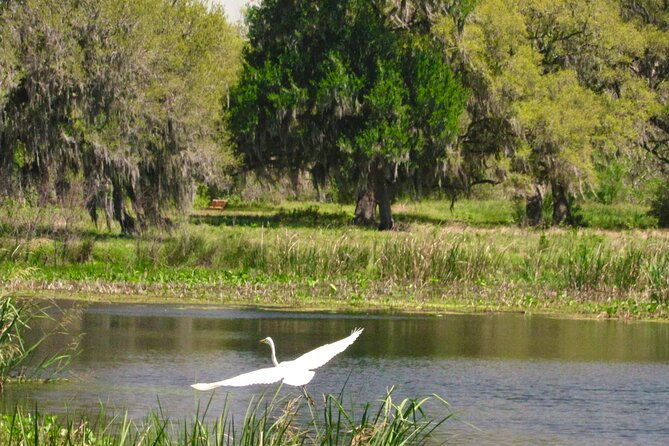 brazos-bend-wildlife-and-nature-tour