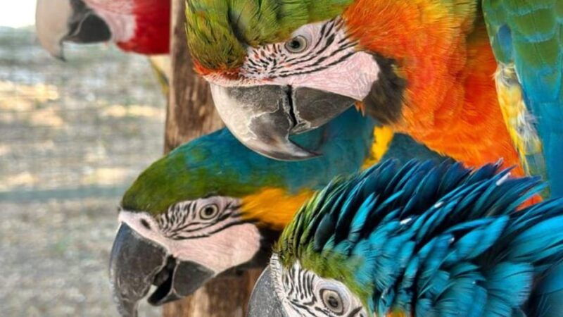 breakfast-with-parrots-at-masseria-mazzetta-with-wildlife-park