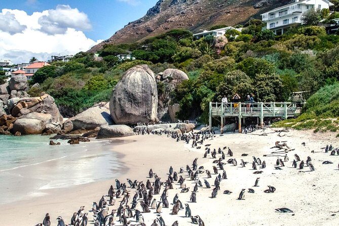 Breath-taking Cape Peninsula Tour - Who Should Book This Tour?