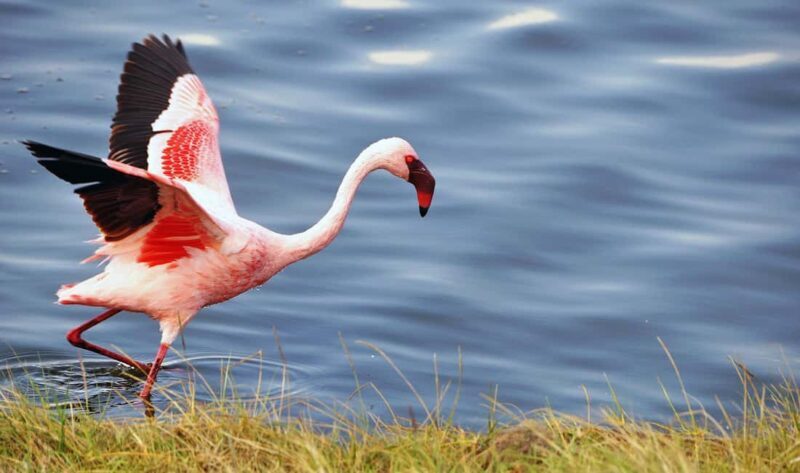 Breathtaking to Lake Manyara National Park Daytrip - Key Points