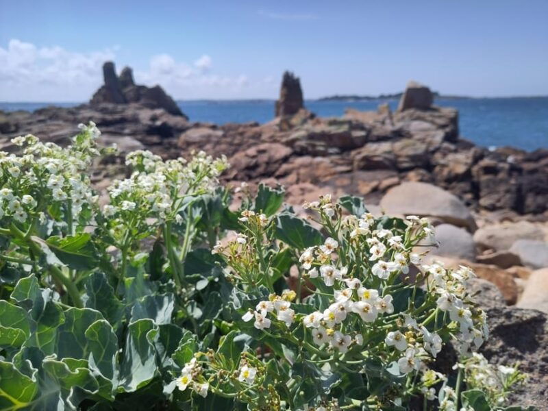 Bréhat: a guided tour of its superb landscapes - Key Points