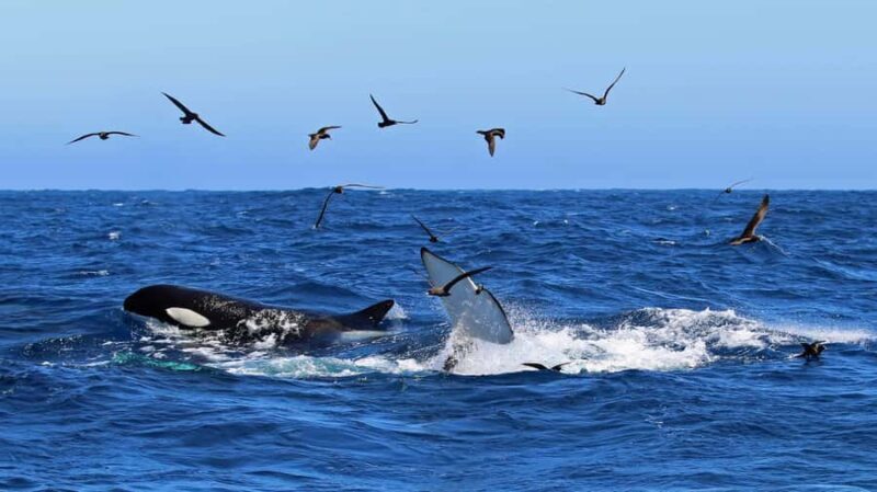 Bremer Bay: Bremer Canyon Killer Whale Expedition - An Authentic Marine Adventure in Western Australia