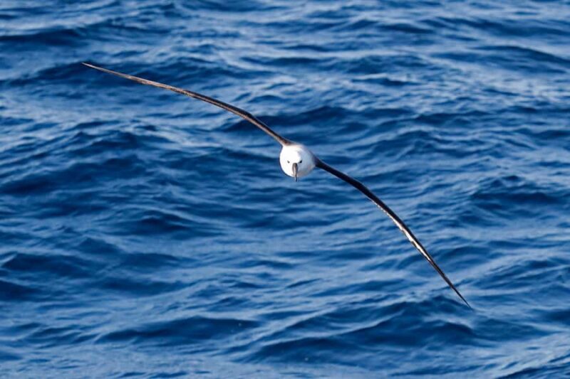 Bremer Bay: Bremer Canyon Killer Whale Expedition - FAQ