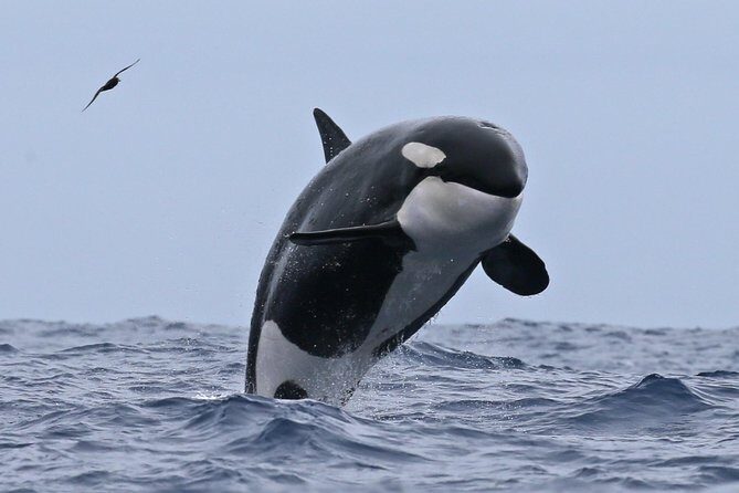 Bremer Canyon Killer Whale (Orca) Expedition - An In-Depth Look at the Bremer Canyon Killer Whale Expedition