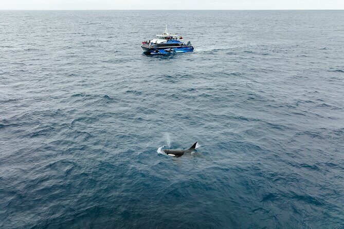 Bremer Canyon Killer Whale (Orca) Expedition - FAQ