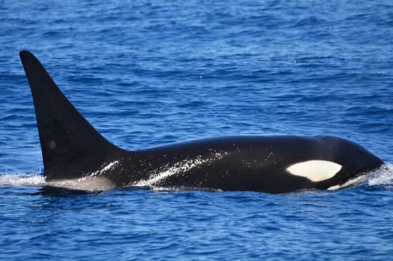 Bremer Canyon Orca Experience from Bremer Bay - Final Thoughts