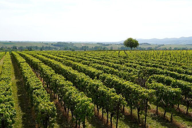 brescia-and-franciacorta-winery-tour-from-milan-small-group