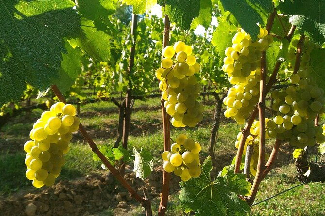 brescia-and-franciacorta-winery-tour-from-milan-small-group