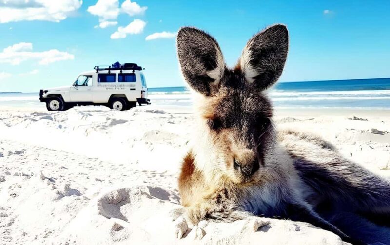 Bribie Island: Sea to Table 4WD, Kayak, & Seafood Lunch Tour - FAQs