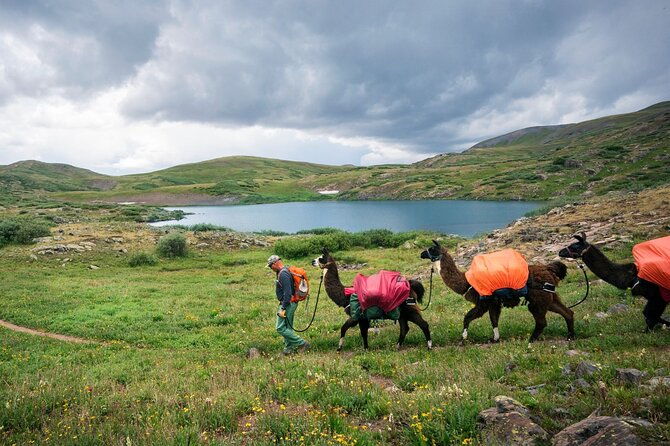 bridger-teton-llama-treks