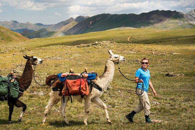 bridger-teton-llama-treks