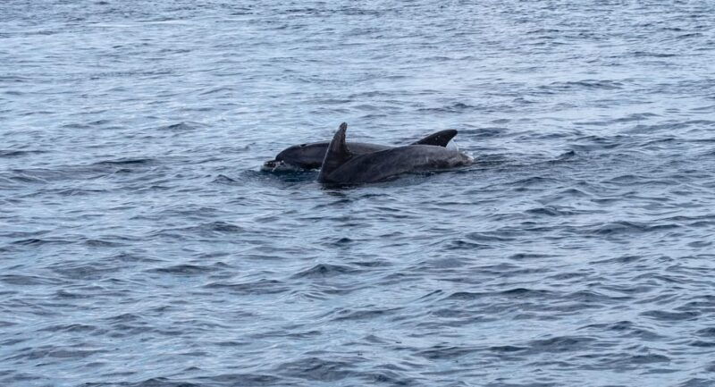 brijuni-islands-sunset-dolphins-private-boat-tour