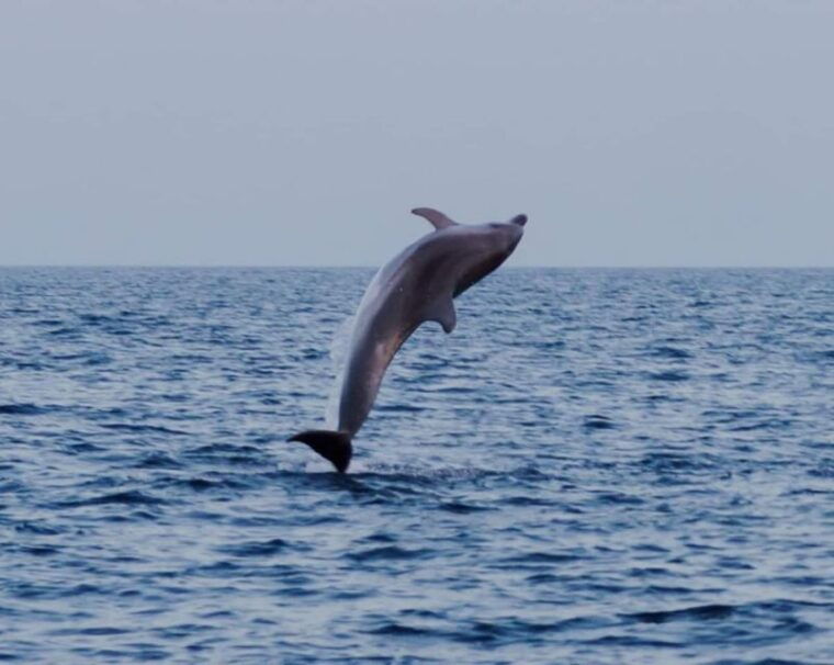 brijuni-islands-sunset-dolphins-private-boat-tour