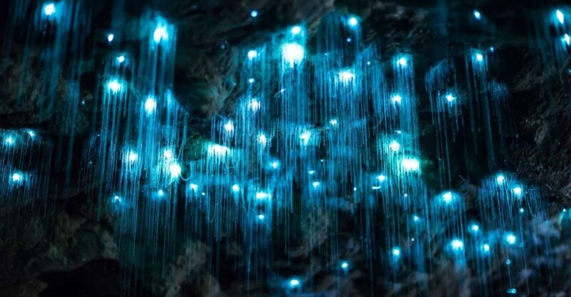 Brisbane: Daytime Glow Worm Caves Hop-on Hop-off Bus Tour - Key Points