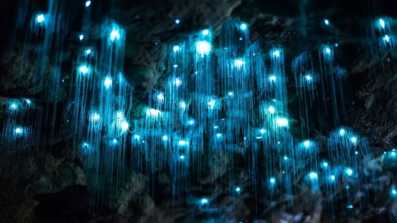 Brisbane: Daytime Glow Worm Caves Hop-on Hop-off Bus Tour - On the Transportation and Logistics