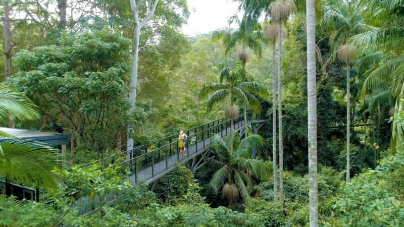 Brisbane: Daytime Glow Worm Caves Hop-on Hop-off Bus Tour - Food, Drink, and Additional Experiences