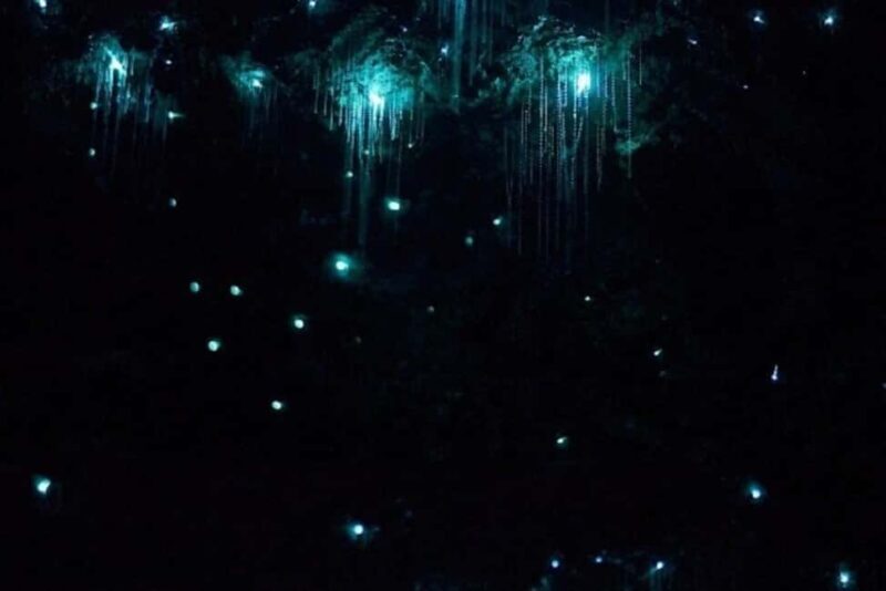 Brisbane: Glow Worms, Sunset, Star Gazing & BBQ - Points to Consider