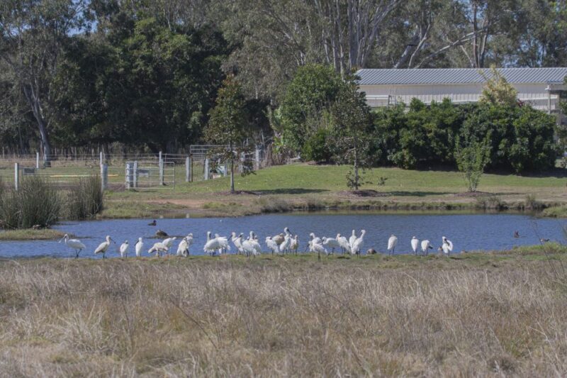 Brisbane: Kangaroos, Birds and Mangroves Coastal Tour - Who Should Consider This Tour?