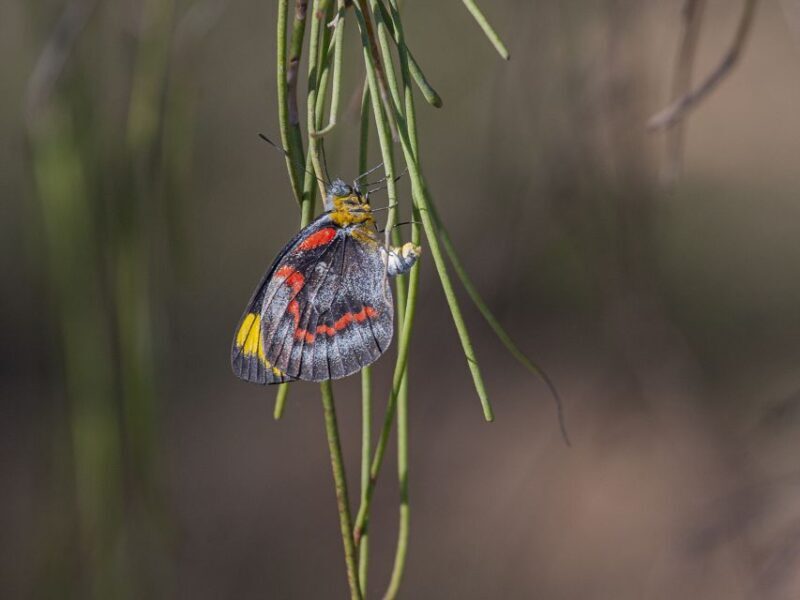 Brisbane: Kangaroos, Birds and Mangroves Coastal Tour - FAQ