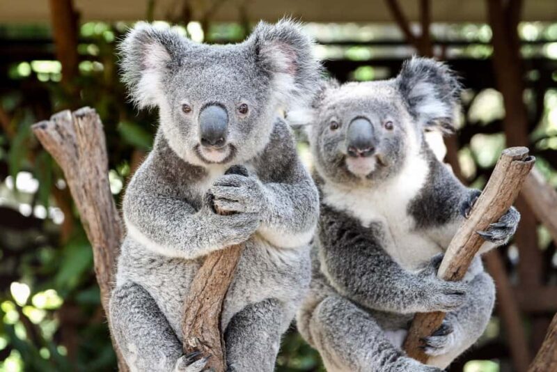 Brisbane: Lone Pine Koala Sanctuary Day Pass - Brisbane: Lone Pine Koala Sanctuary Day Pass — An Authentic Wildlife Experience