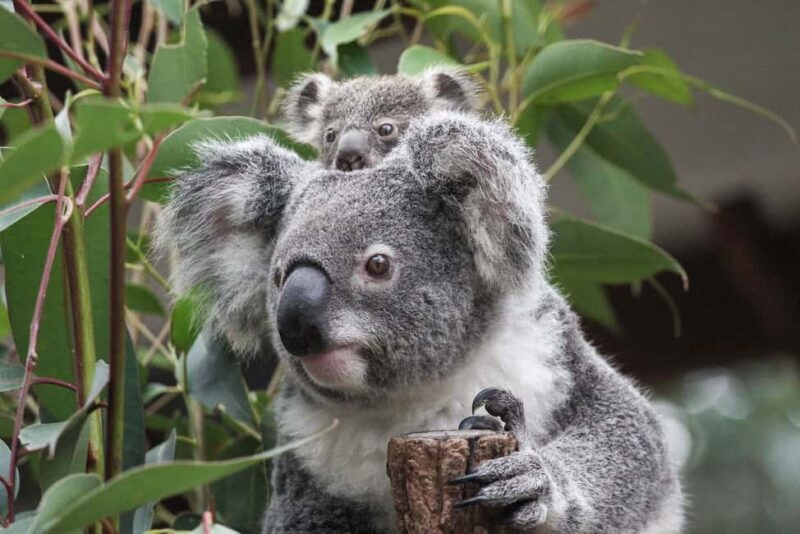 Brisbane: Lone Pine Koala Sanctuary Day Pass - Key Points