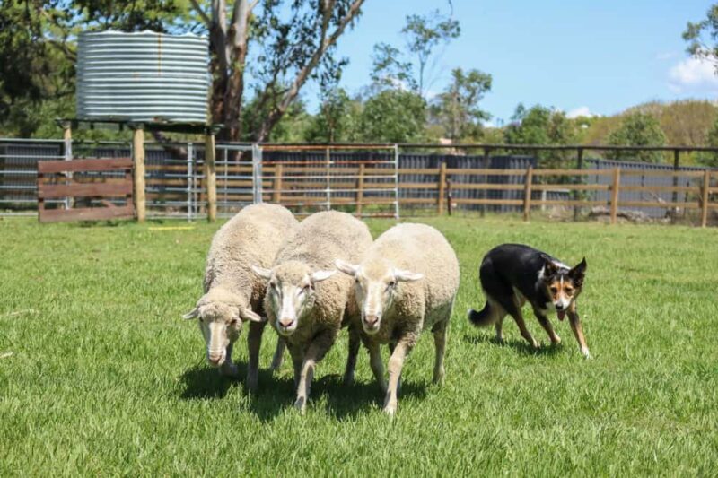 Brisbane: Lone Pine Koala Sanctuary Day Pass - FAQs