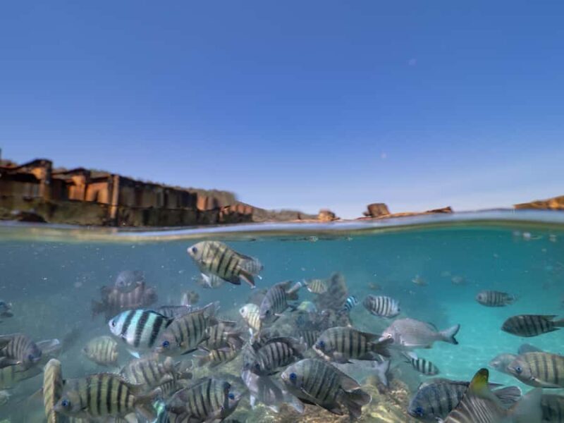 Brisbane: Moreton Island all inclusive Snorkeling Tour - An In-Depth Look at the Tour Experience