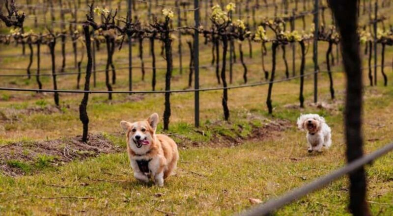 Brisbane: Picnic in the Vines - An Authentic Picnic Experience Close to Brisbane