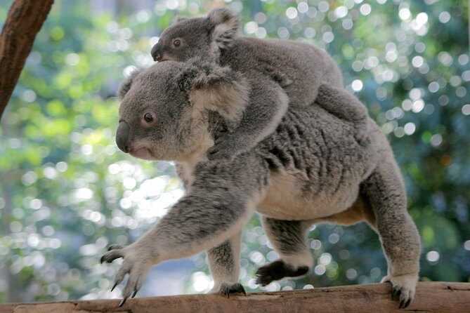 Brisbane River Cruise with entry to Lone Pine Koala Sanctuary - FAQ