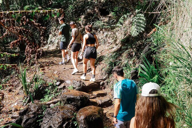 Brisbane: Springbrook 7 Waterfalls and Natural Bridge Day Tour - FAQ