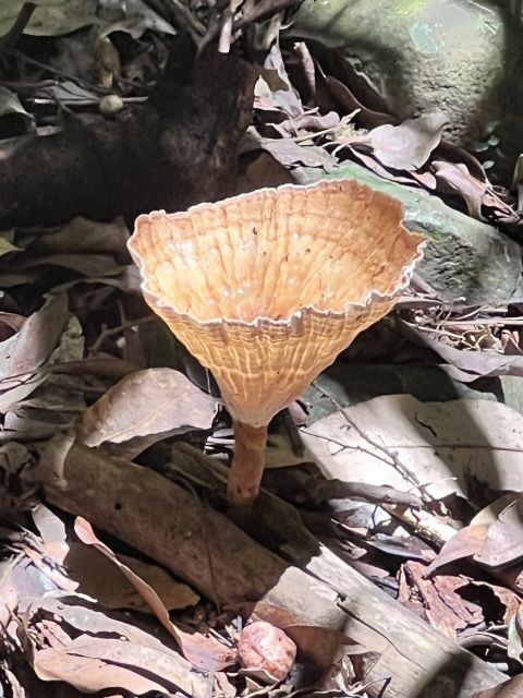 Brisbane: Springbrook and Mt Tamborine Glow Worm and Skywalk - Key Points